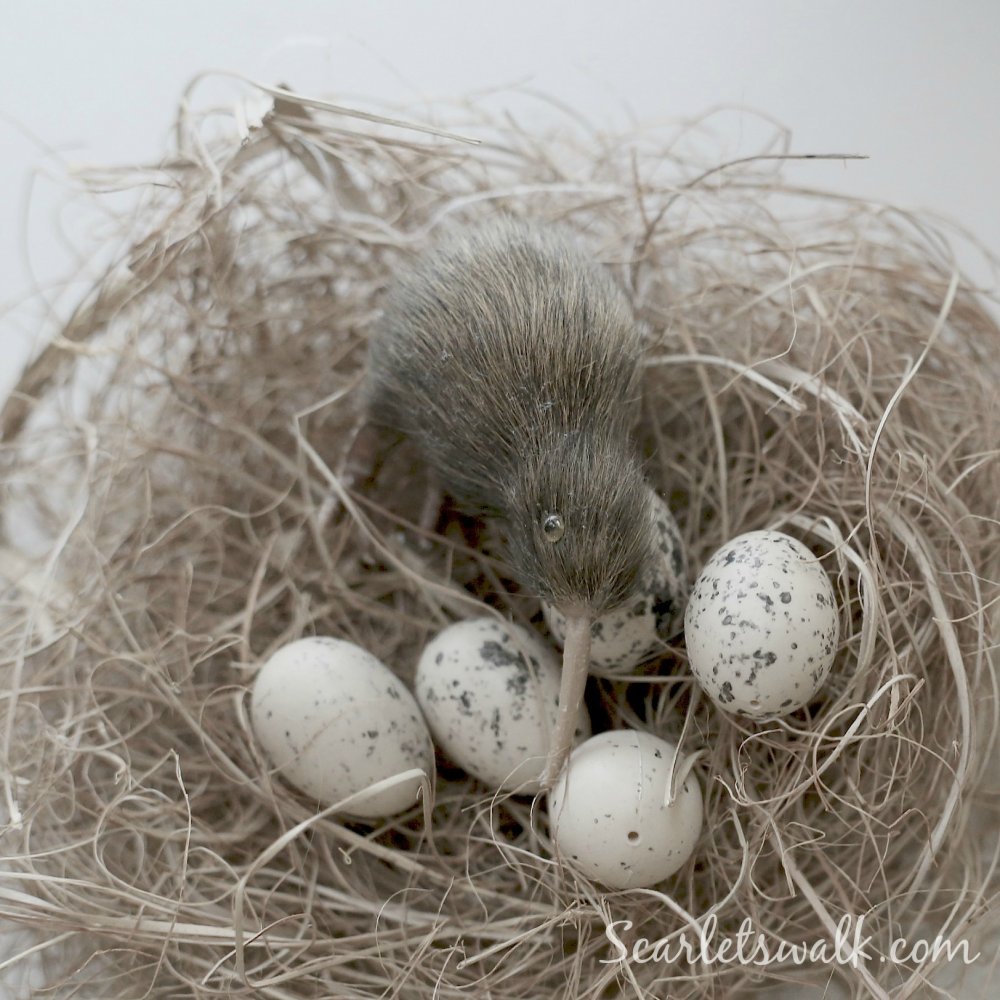 kiwi birds nest