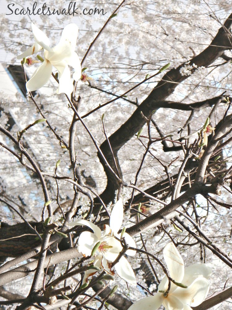 valkoiset magnoliat japanissa
