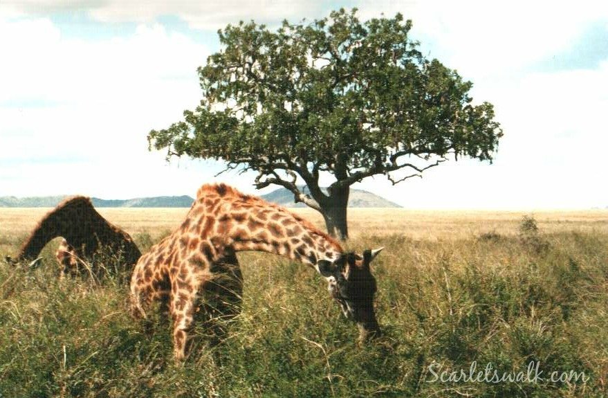 Tanzania Serengeti kirahvit