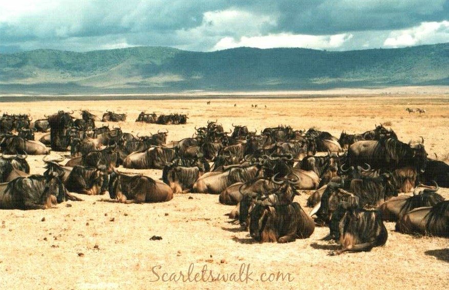 Tanzania serengeti buffaloes