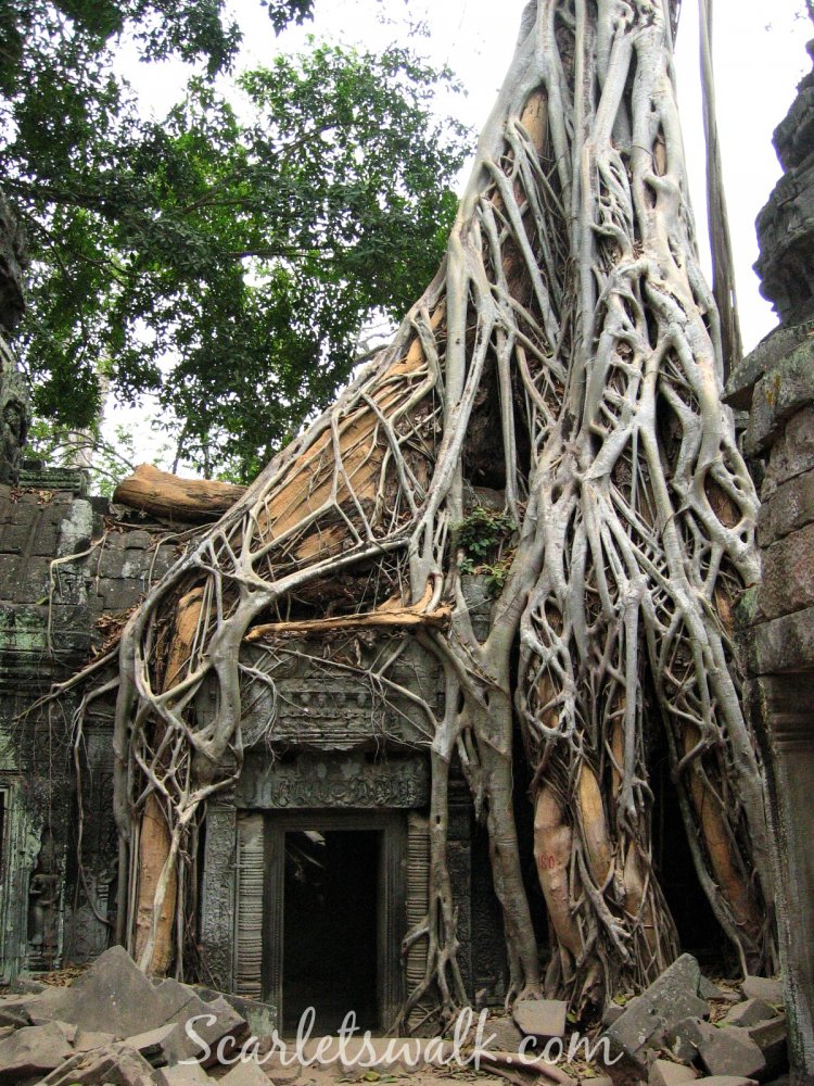 kambodja juuret temppeli