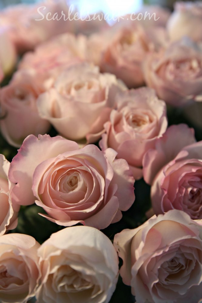 David Austin pink roses