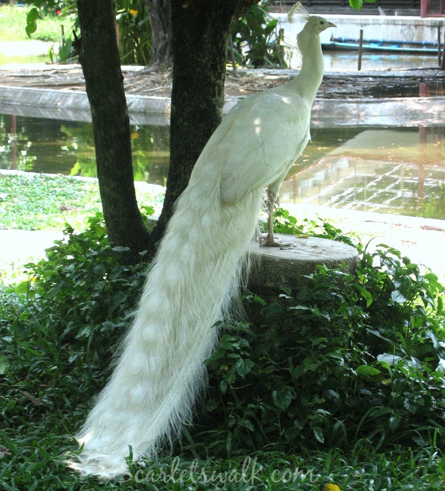 Thaimaa white fenix