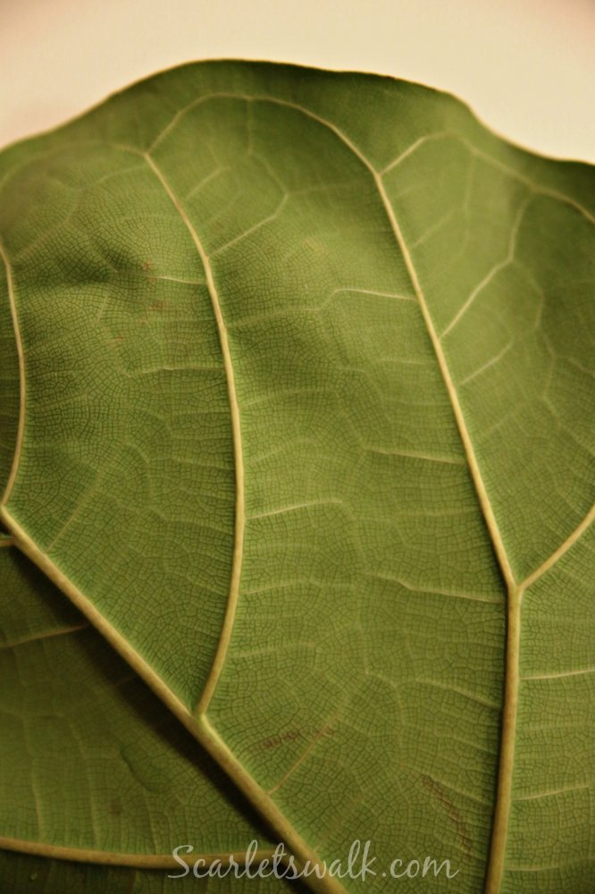 lyyraviikuna leaf