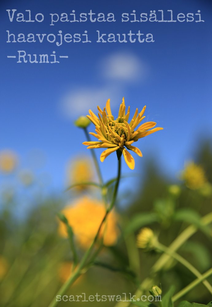 Rumi