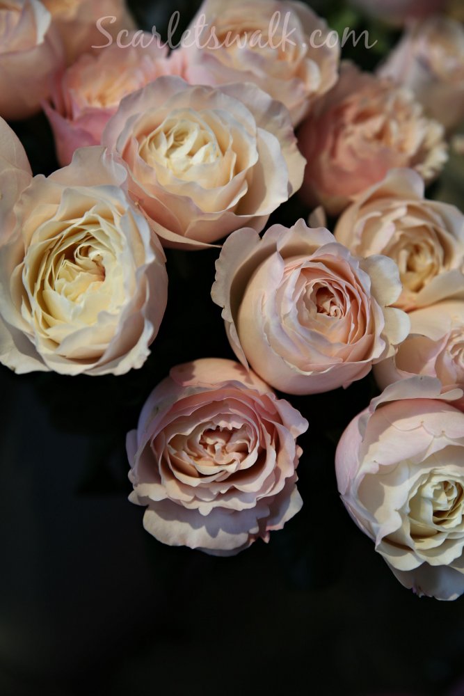 David Austin love roses