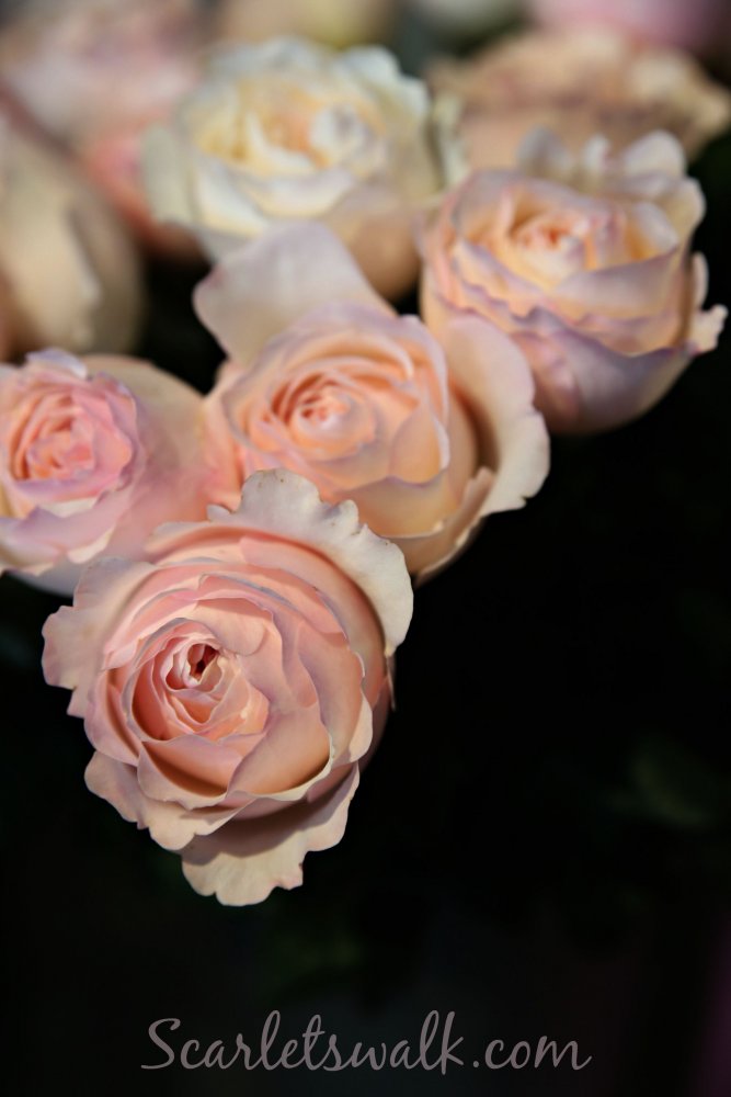 David austin roses