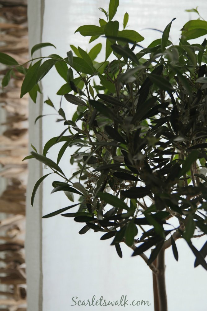 oliivipuu kotona