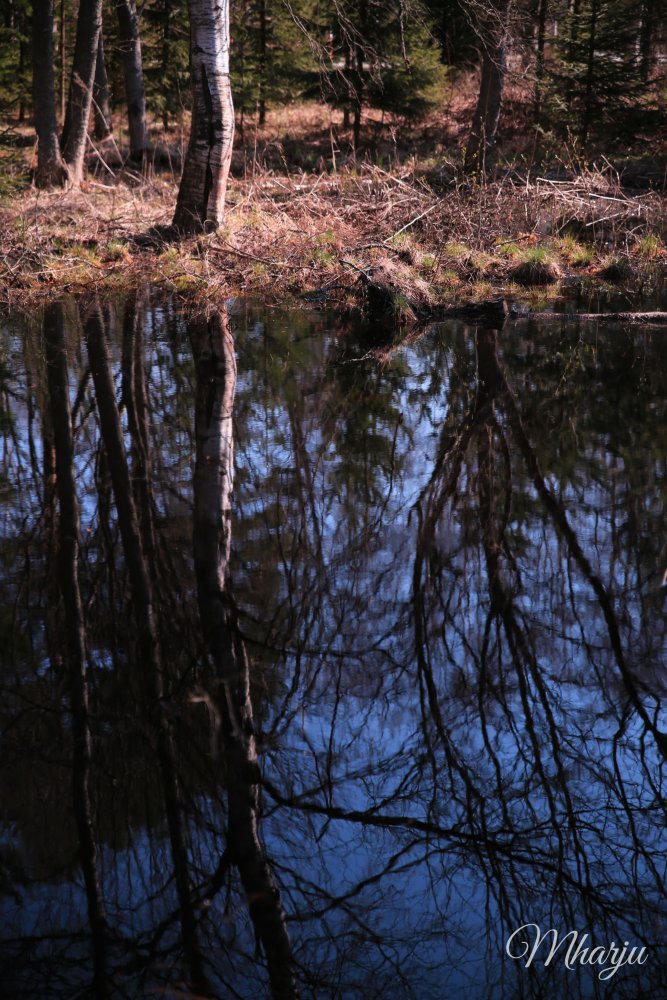 Morsiussaari koivut