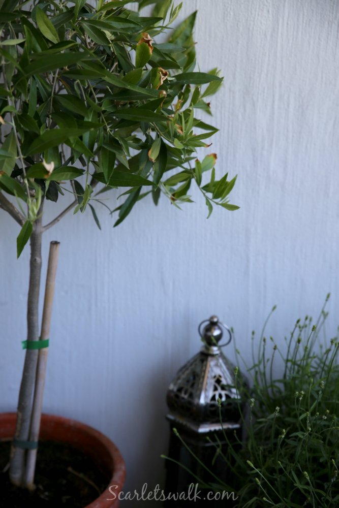 parveke oliivipuu